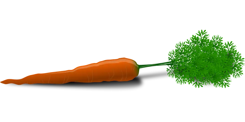 Carrot Slaw